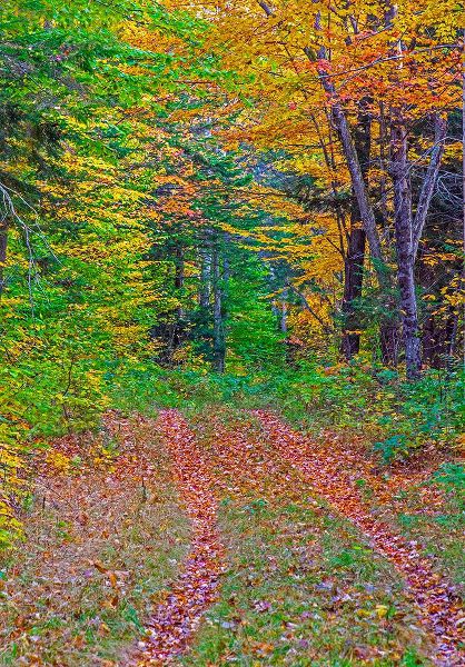 Gulin, Sylvia 아티스트의 USA-New Hampshire-New England tracks into hardwood forest Autumn작품입니다.